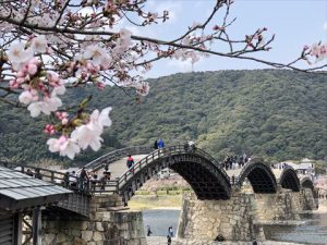 安本建設　桜　錦帯橋