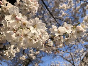 安本建設　桜