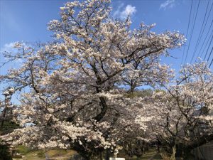 安本建設　桜