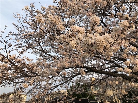 岩国市桜